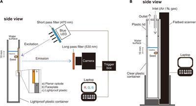 Imaging the snorkel effect during submerged germination in rice: Oxygen supply via the coleoptile triggers seminal root emergence underwater